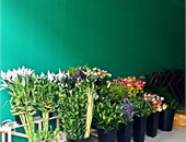 店內鮮花