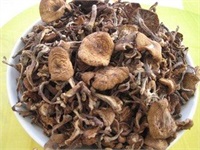 黑龍江野生榛蘑