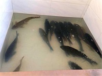 各種活魚